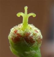  Bisexual cyathium with central female flower and other male flowers
